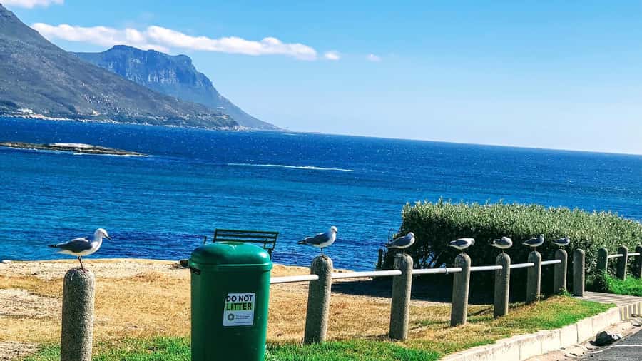 Cape Town: Cape of Good Hope & Penguins Full-Day Guided Tour - Why this Cape Peninsula loop works so well