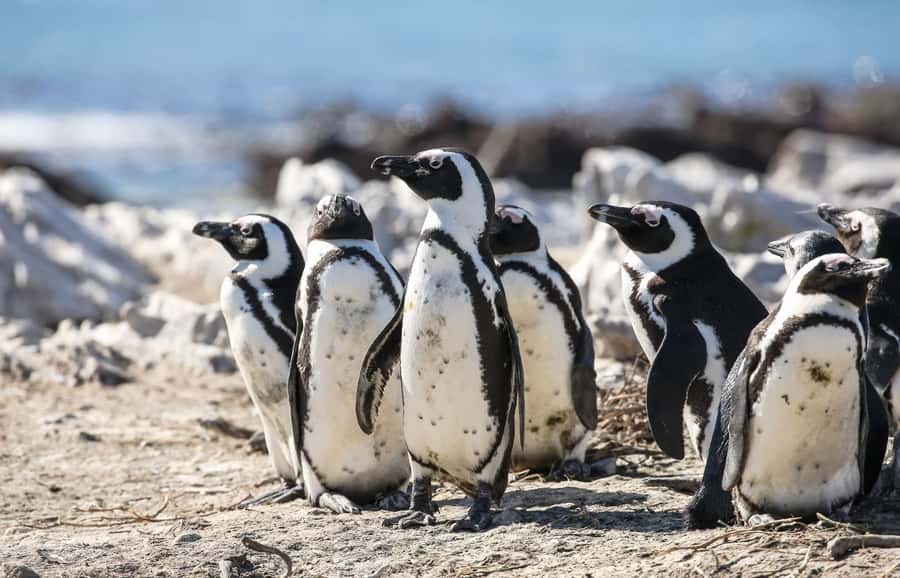 Cape Town: Cape of Good Hope & Penguins Full-Day Guided Tour - Cape of Good Hope brings the drama