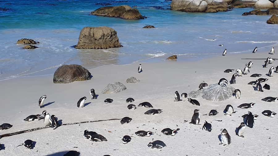 Cape Town: Cape of Good Hope, Seals and Penguins Day Tour - Bo-Kaap and the human side of Cape Town