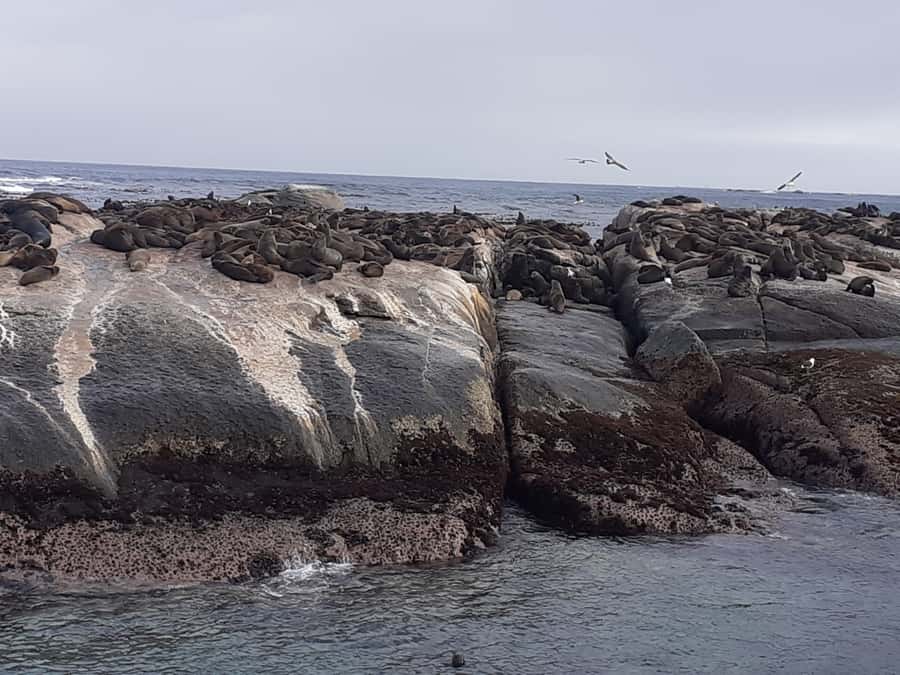 Cape Town: Cape of Good Hope, Seals and Penguins Day Tour - Chapman’s Peak Drive, the scenic centerpiece