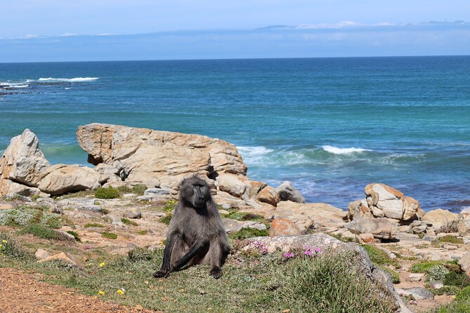 Cape Town: Cape of Good Hope, Table Mountain & Wine Tasting Tour - Cape Point and the Cape of Good Hope reserve