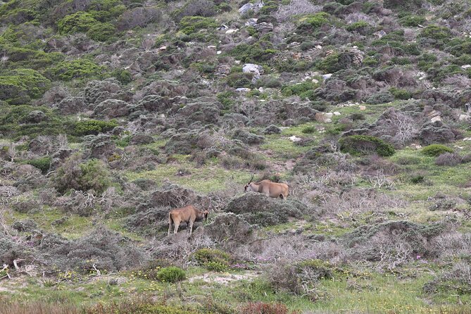 Cape Town: Cape of Good Hope, Table Mountain & Wine Tasting Tour - Camps Bay from Maidens Cove