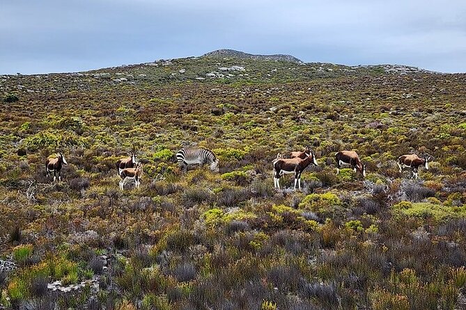Cape Town: Cape of Good Hope Tour, Penguin Beach & Table Mountain - Cape of Good Hope: a famous sign and a bigger reserve