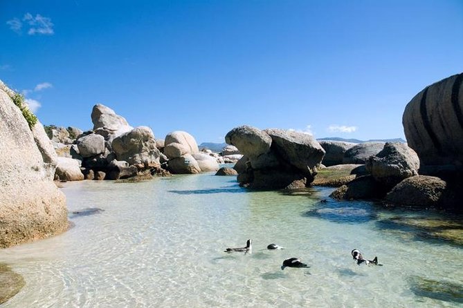 Cape Town: Cape Peninsula Half Day Private Tour - Meeting the penguins at Boulders Beach