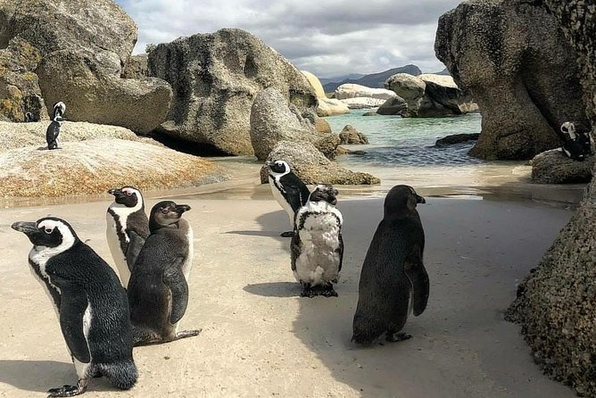 Cape Town: Cape Peninsula Private Tour Full Day - Two hours inside Cape Point Nature Reserve