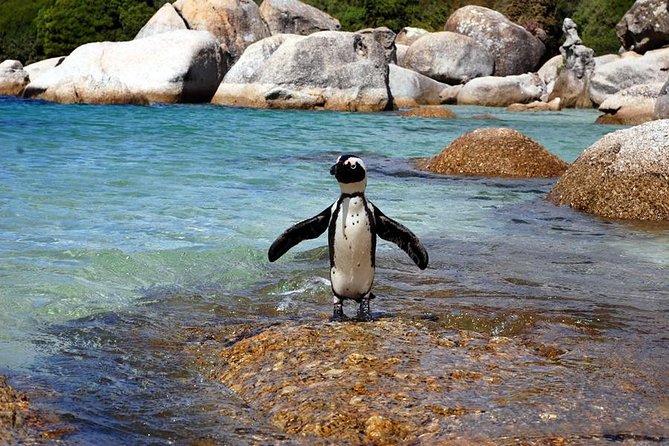 Cape Town: Cape Peninsula Private Tour Full Day - Lunch in Kalk Bay, with time to slow down