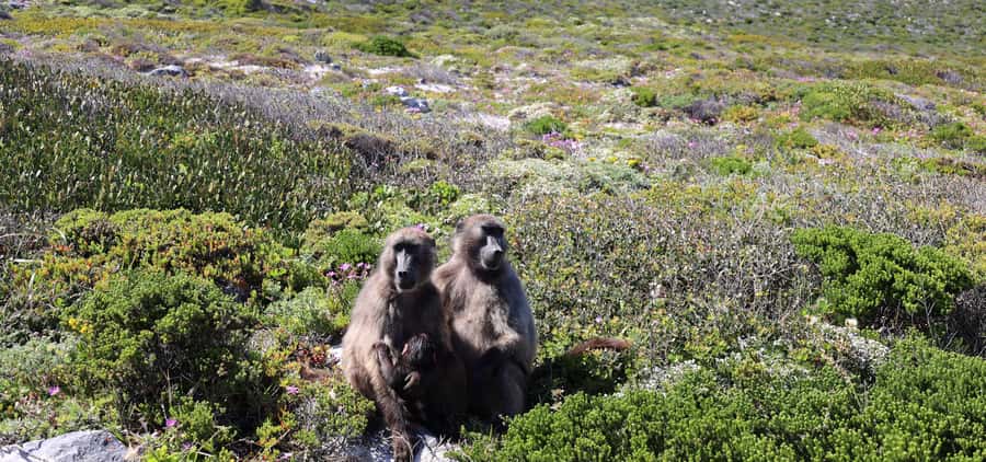 Cape Town: Cape Peninsula & Table Mountain Private Day Trip - Key points at a glance