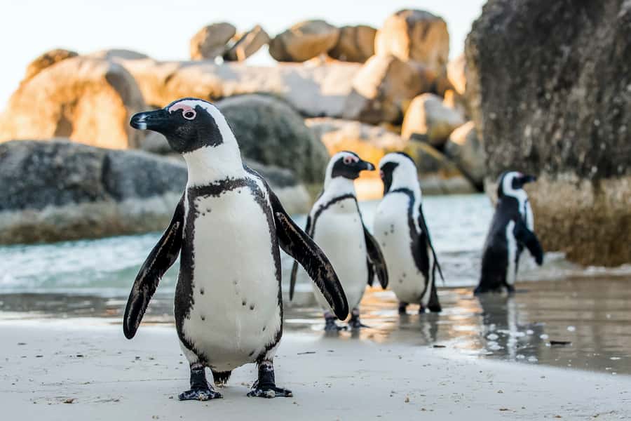 Cape Town: Cape Peninsula & Table Mountain Private Day Trip - Simon’s Town and Muizenberg on the way back
