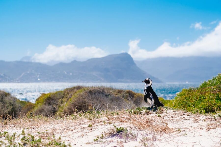 Cape Town: Cape Point and Penguin Colony Full Day Tour - The tour’s biggest strength: seeing the whole peninsula