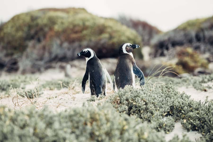 Cape Town: Cape Point and Penguin Colony Full Day Tour - Hout Bay and the optional Seal Island boat