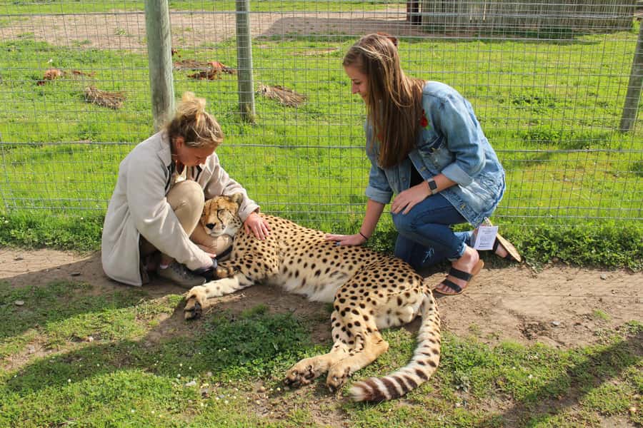Cape Town: CHEETAH ENCOUNTER/WINE TESTING EXPERIENCE/LUNCH - From Cape Town to Cheetah Outreach