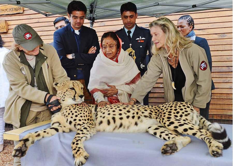 Cape Town: CHEETAH ENCOUNTER/WINE TESTING EXPERIENCE/LUNCH - Ernie Els Winery and the Table Mountain view