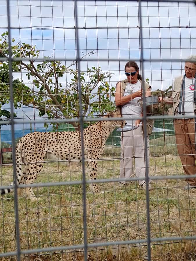 Cape Town: CHEETAH ENCOUNTER/WINE TESTING EXPERIENCE/LUNCH - Choosing lunch in Stellenbosch