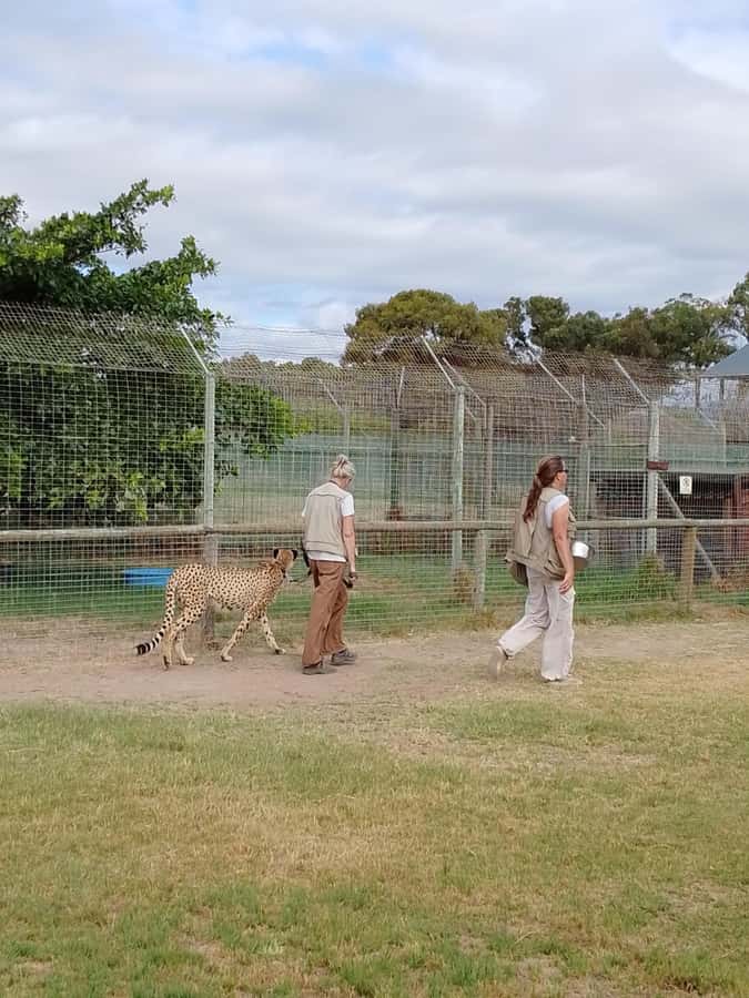 Cape Town: CHEETAH ENCOUNTER/WINE TESTING EXPERIENCE/LUNCH - Oldenburg and the final tasting