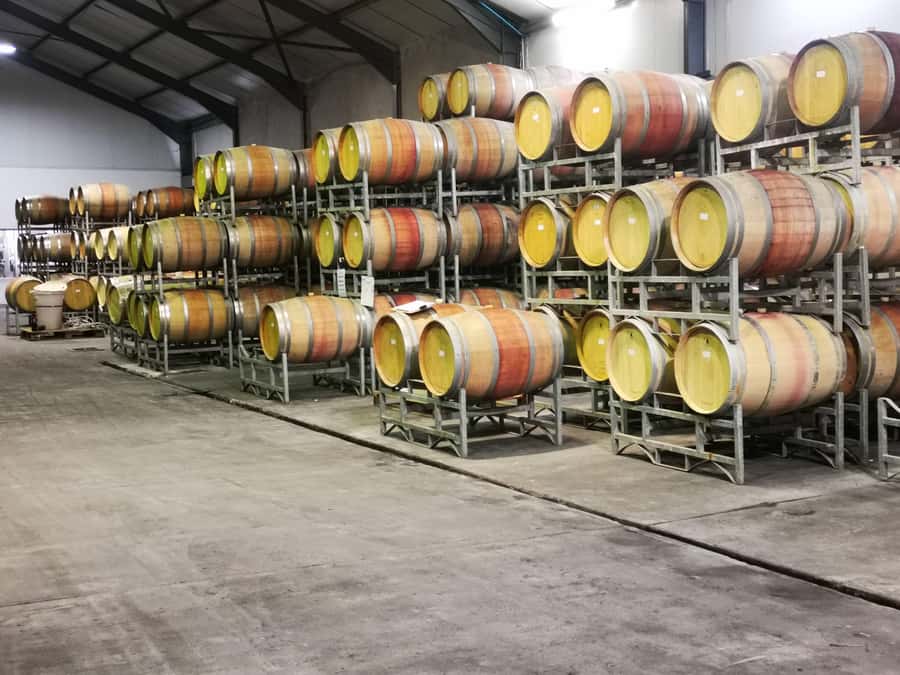 Cape Town: CHEETAH ENCOUNTER/WINE TESTING EXPERIENCE/LUNCH - Who will enjoy this day most?