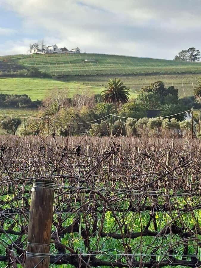 Cape Town: CHEETAH ENCOUNTER/WINE TESTING EXPERIENCE/LUNCH - Should you book the cheetah and wine tour?
