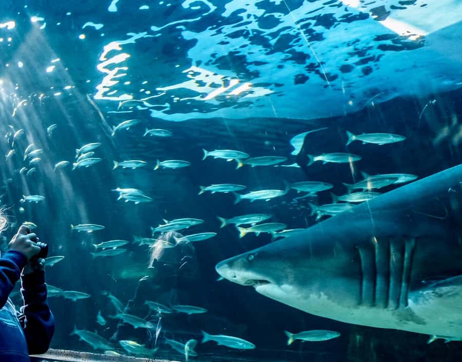 Cape Town City Pass: Save Over 50% on 80+ Top Attractions - Table Mountain, the Cape Wheel, and the city’s big views