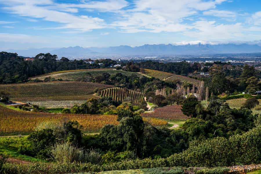 Cape Town: Constantia Half-Day Wine Tour & Tastings - Timing, Lunch, and the Four-Hour Limit