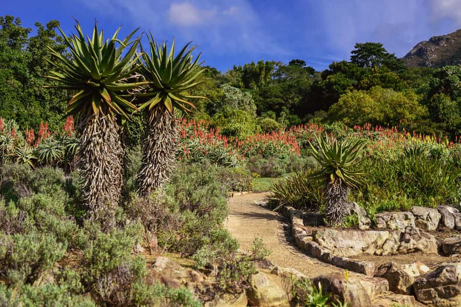 Cape Town: Constantia Half-Day Wine Tour & Tastings - What to Bring for a Comfortable Visit