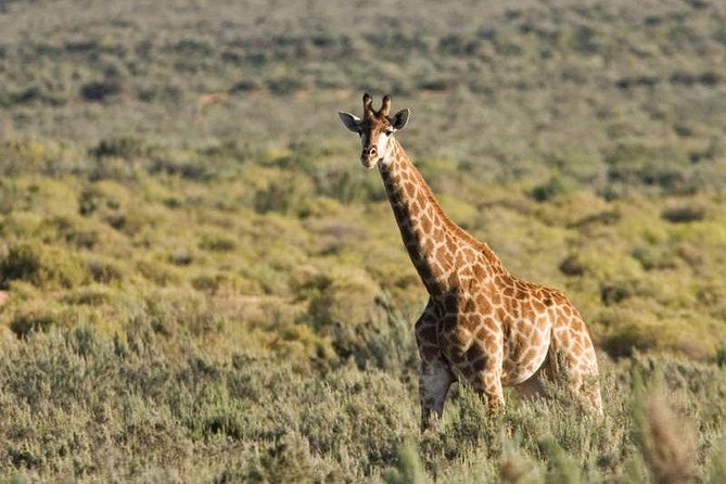 Cape Town Day Safari - Why this is Cape Towns easiest Big Five option