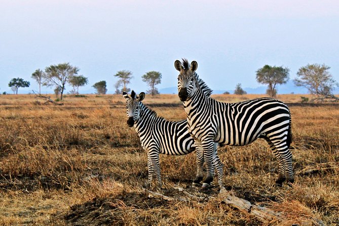 Cape Town Day Safari - What the $260.16 price includes