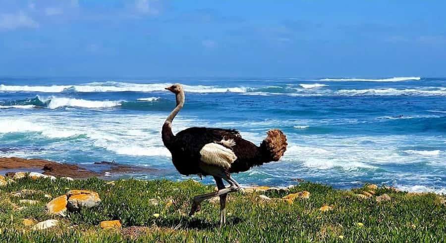 Cape Town: E-Bike Cape Peninsula Tour - Key points to know before booking