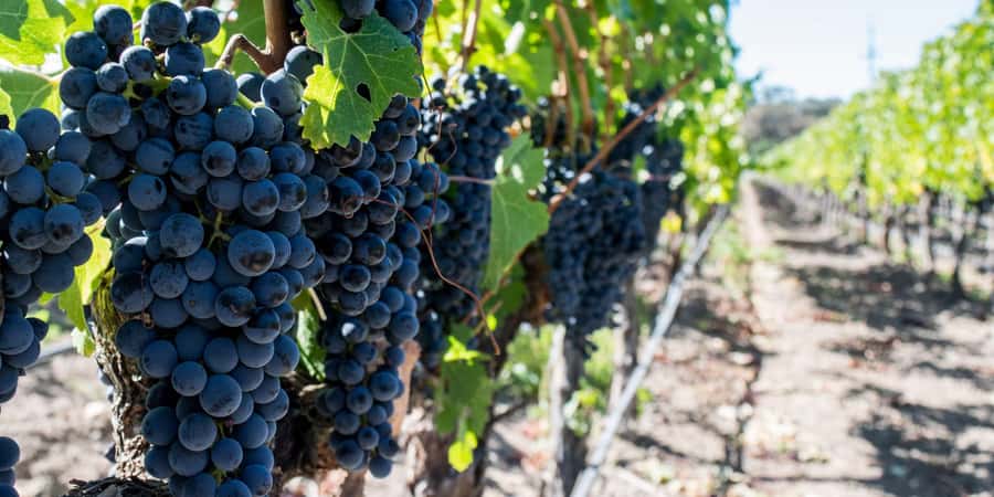 Cape Town: Franschhoek and Wine Tram Tour - Tokara: a strong first taste of the winelands