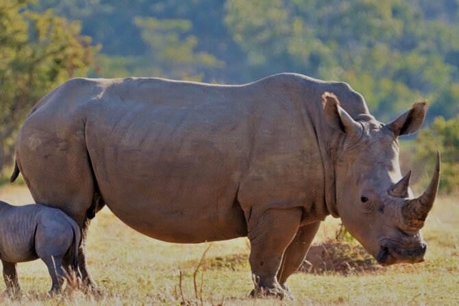 Cape Town Full Day Aquila reserve safari - A Big Five day trip from Cape Town