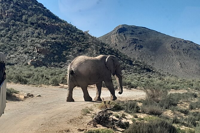 Cape Town Full Day Aquila reserve safari - Leaving the Waterfront at 8:00 a.m.