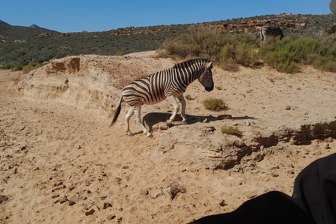 Cape Town Full Day Aquila reserve safari - The Klein Karoo Ostrich Emporium stop