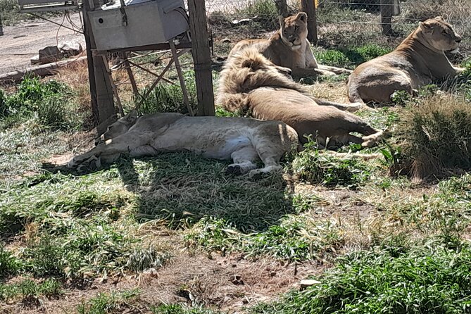 Cape Town Full Day Aquila reserve safari - Aquila’s open-air 4x4 game drive