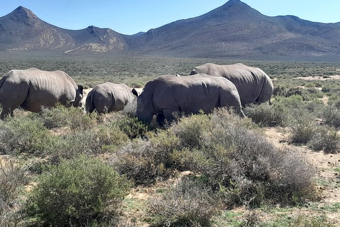 Cape Town Full Day Aquila reserve safari - Lunch and the practical value of the package