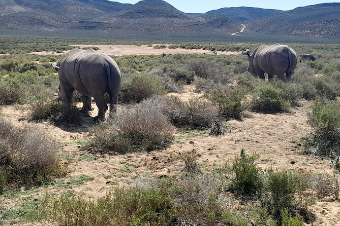 Cape Town Full Day Aquila reserve safari - Is $313.58 a fair price?