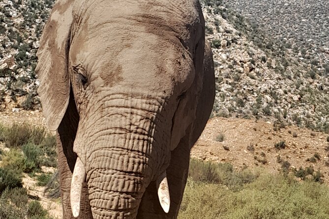 Cape Town Full Day Aquila reserve safari - Worcester and the Ceres mountain views