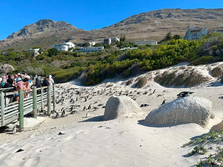 Cape Town: Full Day Cape of Good Hope with Penguins Tour - Simon’s Town and the False Bay return