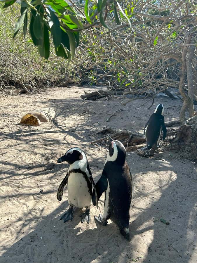 Cape Town: Full Day Cape of Good Hope with Penguins Tour - Lunch, timing, and what to pack