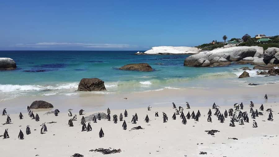 Cape Town: Full-Day Cape Peninsula Tour & Penguin Beach - Chapman’s Peak Drive and Noordhoek coffee