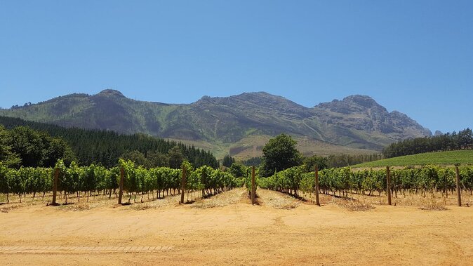 Cape Town Full Day Family Fun With Kids Private Tour - Key points for deciding quickly