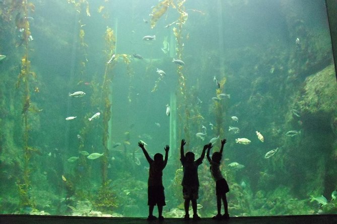 Cape Town Full Day Family Fun With Kids Private Tour - Two Oceans Aquarium starts the day indoors