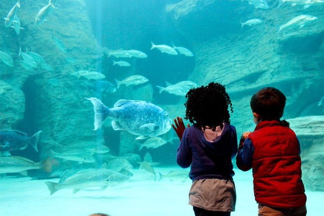Cape Town Full Day Family Fun With Kids Private Tour - Vergenoegd Low ends with a memorable duck parade