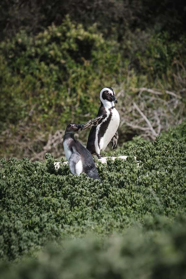 Cape Town: Full-Day Private Peninsula Tour - Simons Town and a famous Great Dane