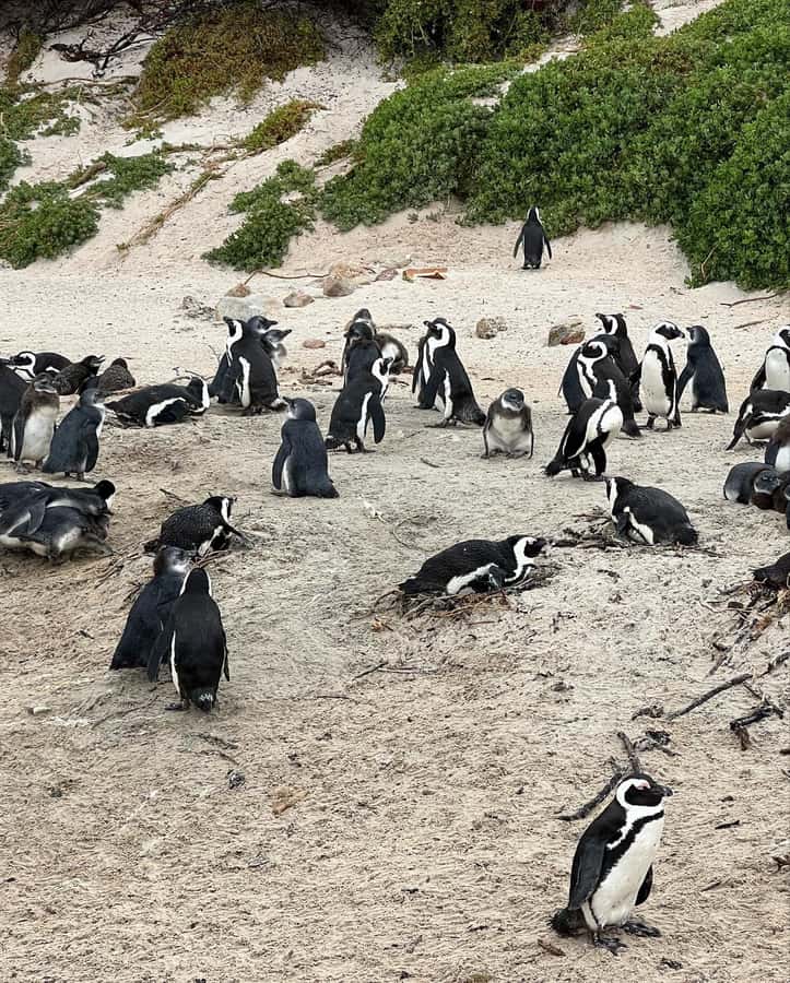 Cape Town: Full-Day Private Peninsula Tour - Boulders Beach penguins, with an extra admission fee
