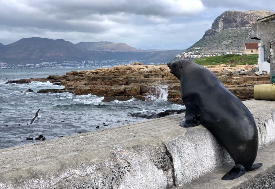 Cape Town: Full-Day Private Tour with Cape Point & Penguins - Taking the funicular to the Cape Point lighthouse