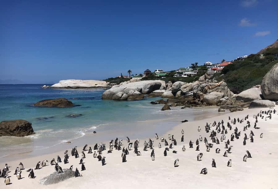 Cape Town: Full-Day Private Tour with Cape Point & Penguins - From Clifton and Camps Bay to Hout Bay