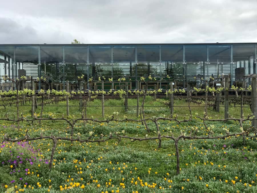 Cape Town: Full-Day Stellenbosch and Franschhoek Wine Tour - Tokara: mountain views, wine, and olive groves