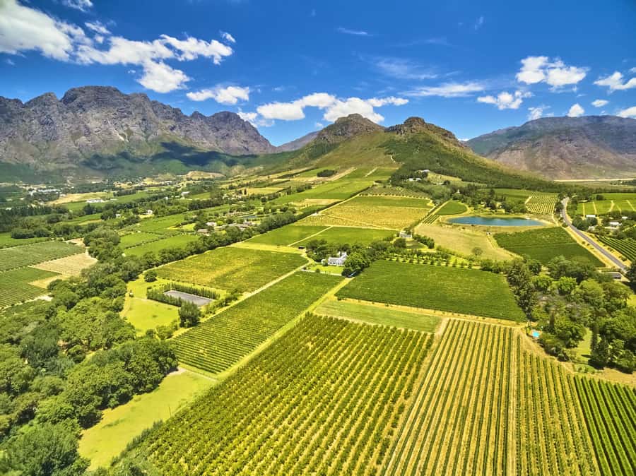 Cape Town: Full-Day Wine Tasting Tour with Wine Tram - The Wine Tram adds movement to the afternoon