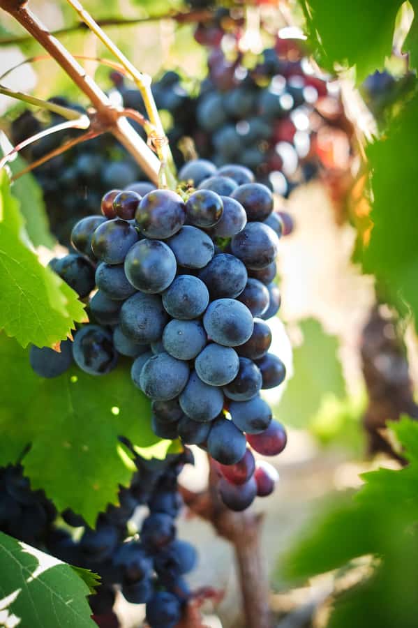 Cape Town: Full-Day Winelands Tour with Wine Tastings & Food - Stellenbosch closes the circuit with Pinotage and estate variety