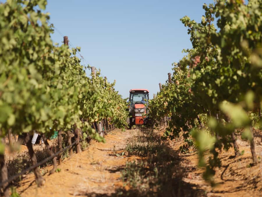 Cape Town: Full-Day Winelands Tour with Wine Tastings & Food - Lunch arrives midway, and it is more than a filler stop