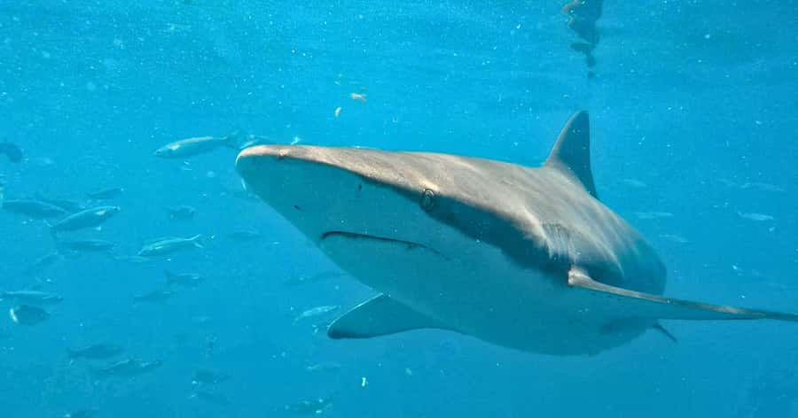 Cape Town: Gansbaai Eco-Friendly Shark Cage Diving Cruise - Key points to know before booking