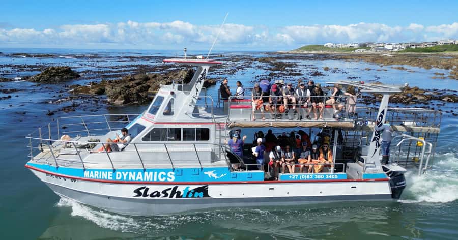 Cape Town: Gansbaai Eco-Friendly Shark Cage Diving Cruise - The long road from Cape Town to Kleinbaai